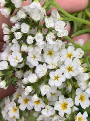 Heliotropium stenophyllum