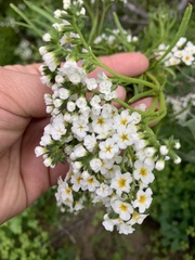 Heliotropium stenophyllum