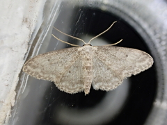 Idaea seriata