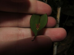 Lepanthes mucronata