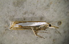 Crambus watsonellus