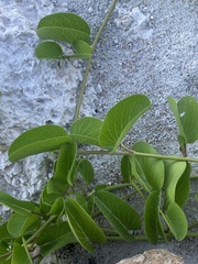 Ipomoea pes-caprae