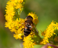Eristalis pertinax