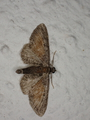Eupithecia icterata