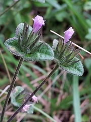 Elephantopus tomentosus