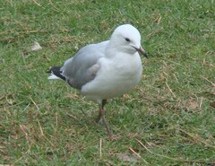 Chroicocephalus novaehollandiae