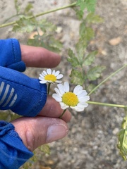 Tanacetum parthenium