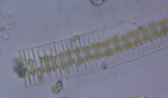Fragilaria