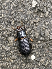 Odontotaenius disjunctus