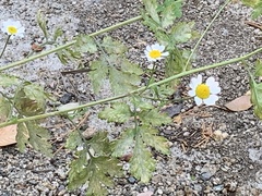 Tanacetum parthenium