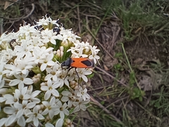 Melanopleurus bicolor