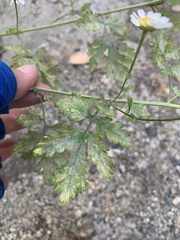 Tanacetum parthenium