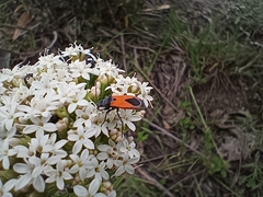 Melanopleurus bicolor