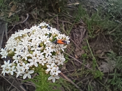 Melanopleurus bicolor