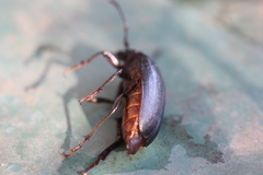 Prionus coriarius
