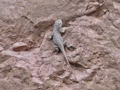 Sceloporus undulatus