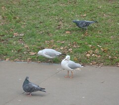 Chroicocephalus novaehollandiae