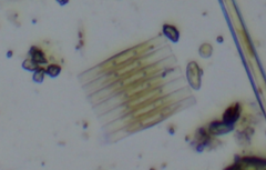 Fragilaria