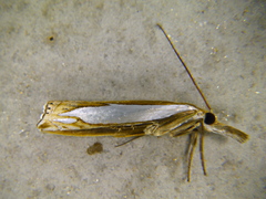 Crambus watsonellus