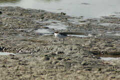 Charadrius ruficapillus