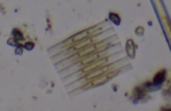 Fragilaria