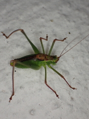 Leptophyes punctatissima