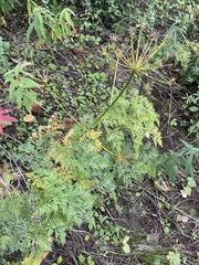 Anthriscus sylvestris