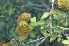 Chrysolepis chrysophylla