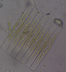 Fragilaria