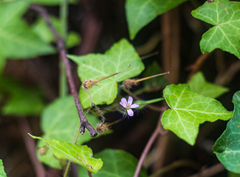 Geranium robertianum