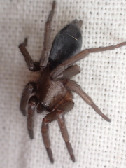 Scotophaeus blackwalli