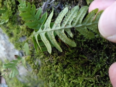 Polypodium vulgare