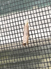 Parapediasia teterrellus