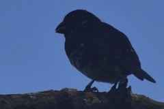 Sporophila corvina