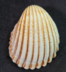Trachycardium procerum