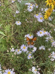 Polygonia faunus