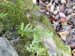Polypodium vulgare