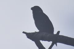 Sporophila corvina