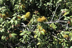 Chrysolepis chrysophylla