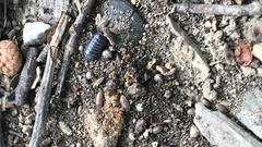Armadillidium