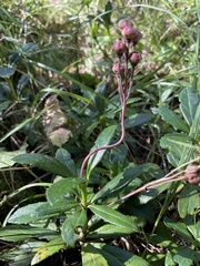 Chimaphila umbellata