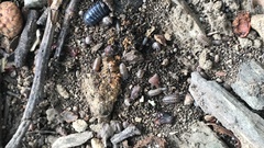 Armadillidium