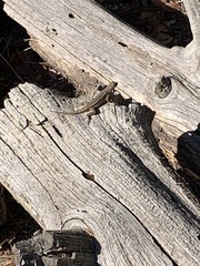 Sceloporus graciosus vandenburgianus