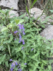 Hedeoma drummondii