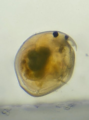 Chydorus