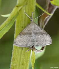 Phalaenostola metonalis
