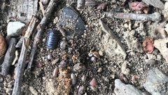 Armadillidium