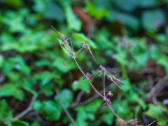Geranium robertianum