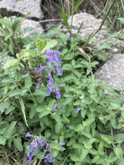 Hedeoma drummondii