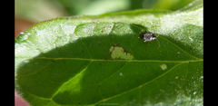 Chrysomeloidea